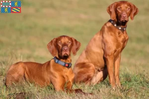 Lire la suite à propos de l’article Éleveurs de Magyar Vizsla et chiots en Bourgogne-Franche-Comté