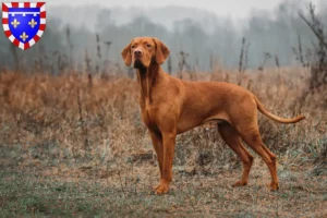 Lire la suite à propos de l’article Éleveurs de Magyar Vizsla et chiots en Centre-Val de Loire