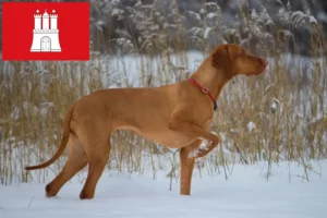 Lire la suite à propos de l’article Magyar Vizsla éleveurs et chiots à Hambourg