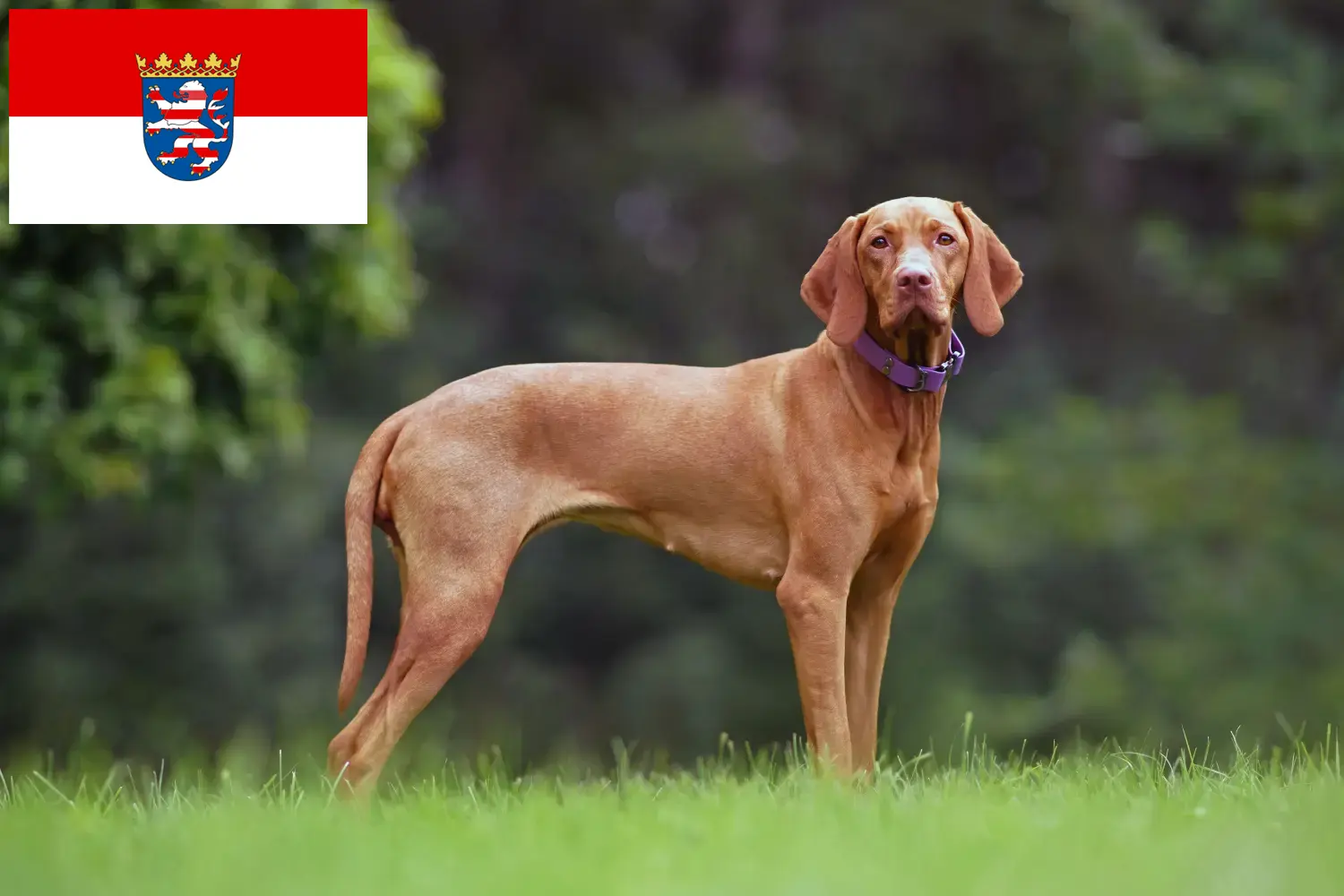 Magyar Vizsla chiots et éleveurs Hesse Ici, tu trouveras des éleveurs de Magyar Vizslas en Hesse.