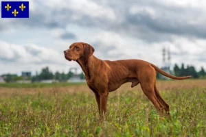 Lire la suite à propos de l’article Éleveurs de Magyar Vizsla et chiots en Île-de-France