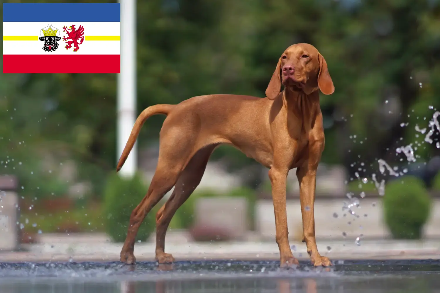 Magyar Vizsla chiots et éleveurs Mecklembourg-Poméranie occidentale Ici, tu trouveras des éleveurs de Magyar Vizslas dans le Mecklembourg-Poméranie occidentale.
