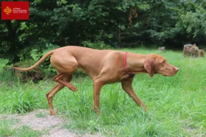 Lire la suite à propos de l’article Éleveurs de Magyar Vizsla et chiots en Occitanie