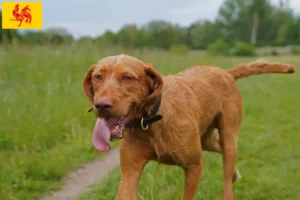 Lire la suite à propos de l’article Éleveurs de Magyar Vizsla et chiots en Région wallonne