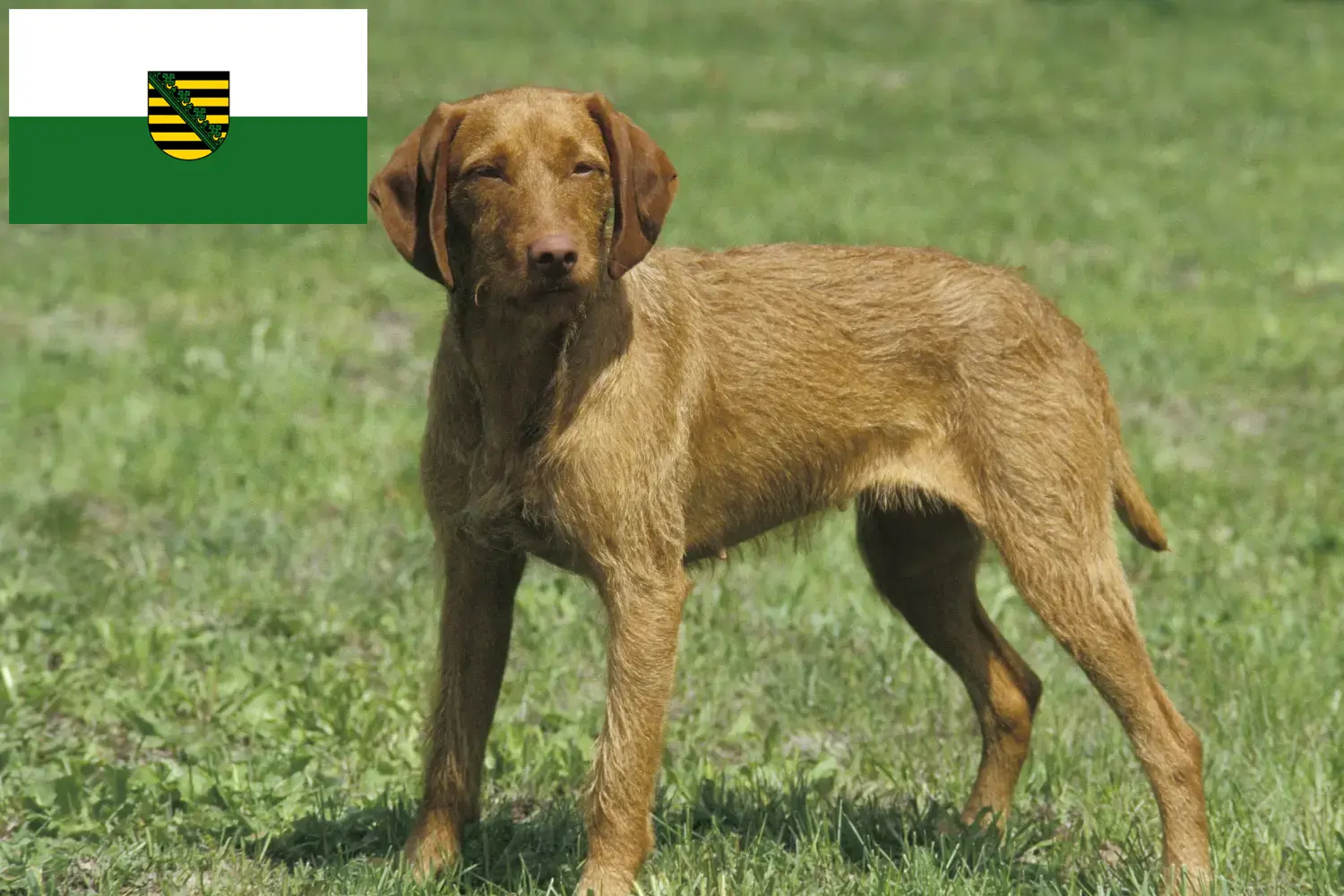 Magyar Vizsla chiots et éleveurs Saxe Ici, tu trouveras des éleveurs de Magyar Vizslas en Saxe.