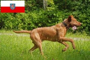 Lire la suite à propos de l’article Éleveurs de Magyar Vizsla et chiots en Thuringe