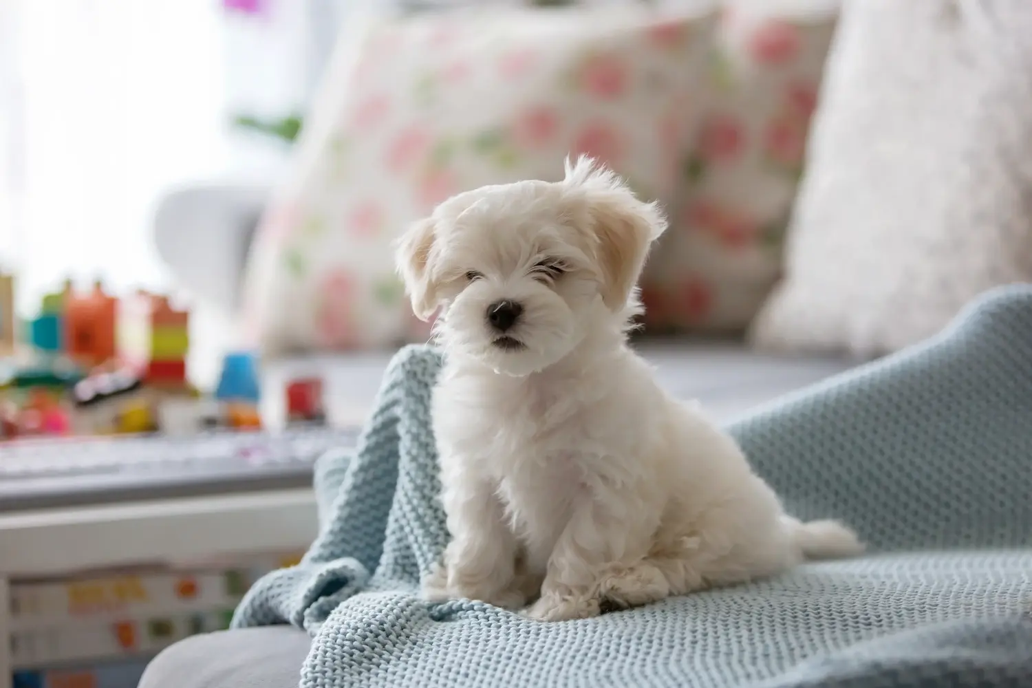 Acheter un chiot bichon maltais, c'est prendre ses responsabilités ! Acheter des chiots bichons maltais.