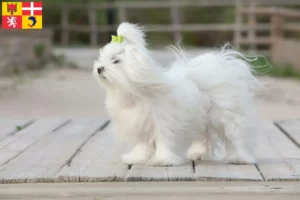 Lire la suite à propos de l’article Éleveurs de Bichons Maltais et chiots en Auvergne-Rhône-Alpes