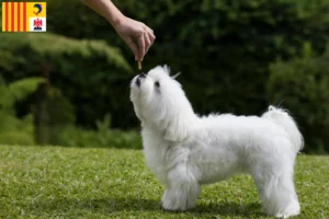 Lire la suite à propos de l’article Éleveurs de Bichons Maltais et chiots en Provence-Alpes-Côte d’Azur