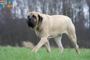Lire la suite à propos de l’article Éleveurs de Mastiffs et chiots en Bourgogne-Franche-Comté