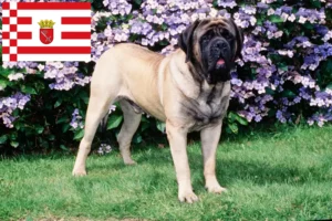 Lire la suite à propos de l’article Éleveurs de Mastiffs et chiots à Brême