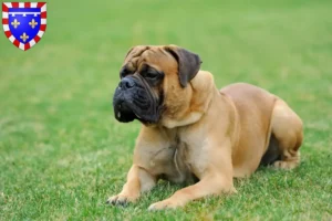 Lire la suite à propos de l’article Éleveurs de Mastiffs et chiots en Centre-Val de Loire