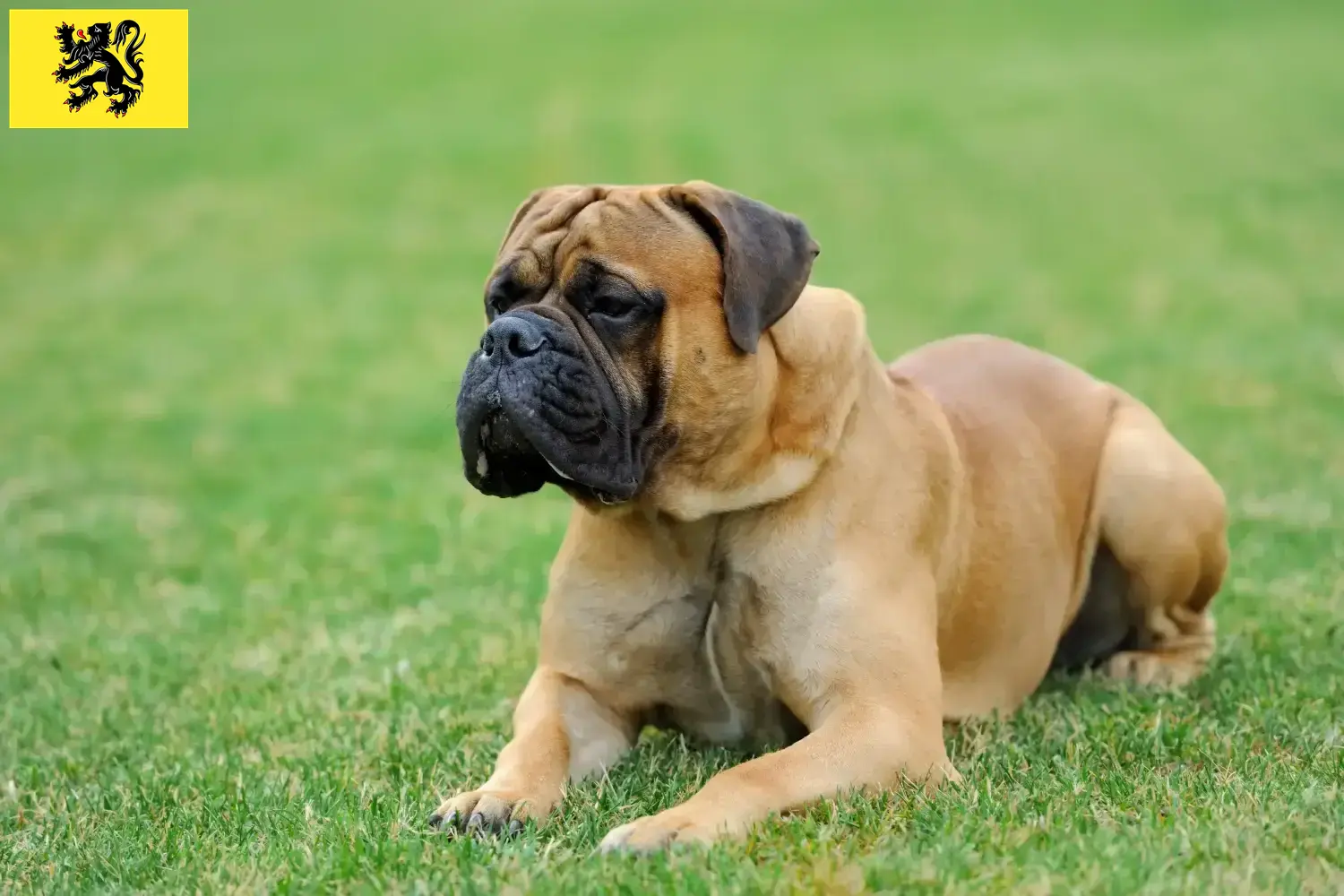 Mastiff chiots et éleveurs Flandre Ici, tu trouveras des éleveurs de Mastiffs en Flandre.