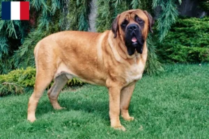 Lire la suite à propos de l’article Éleveurs de Mastiffs et chiots en Guadeloupe