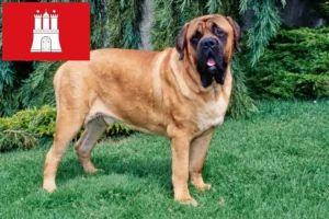 Lire la suite à propos de l’article Éleveurs de Mastiffs et chiots à Hambourg
