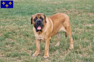 Lire la suite à propos de l’article Éleveurs de Mastiffs et chiots en Île-de-France