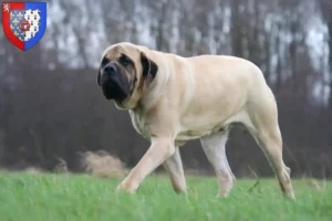 Lire la suite à propos de l’article Éleveurs de Mastiffs et chiots en Pays de la Loire