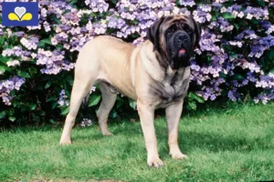 Lire la suite à propos de l’article Éleveurs de Mastiffs et chiots en Région de Bruxelles-Capitale