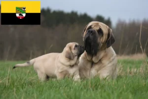 Lire la suite à propos de l’article Éleveurs de Mastiffs et chiots en Saxe-Anhalt