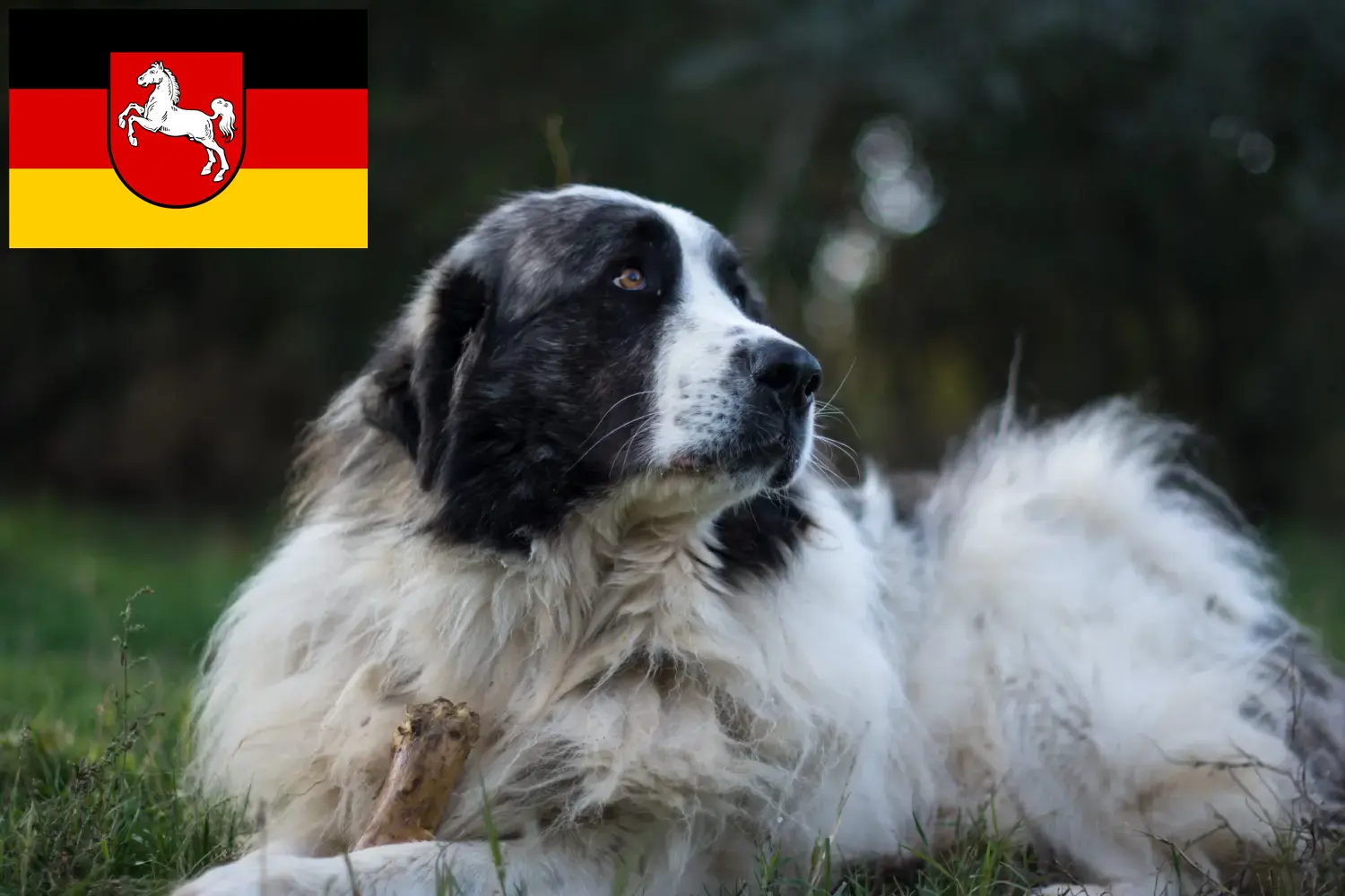 Mastín del Pirineo Chiots et éleveurs Basse-Saxe Ici vous trouverez des éleveurs de Mastín del Pirineos en Basse-Saxe.