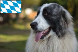 Lire la suite à propos de l’article Mastín del Pirineo Éleveurs et chiots en Bavière