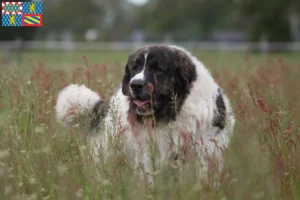 Lire la suite à propos de l’article Mastín del Pirineo Éleveurs et chiots en Bourgogne-Franche-Comté