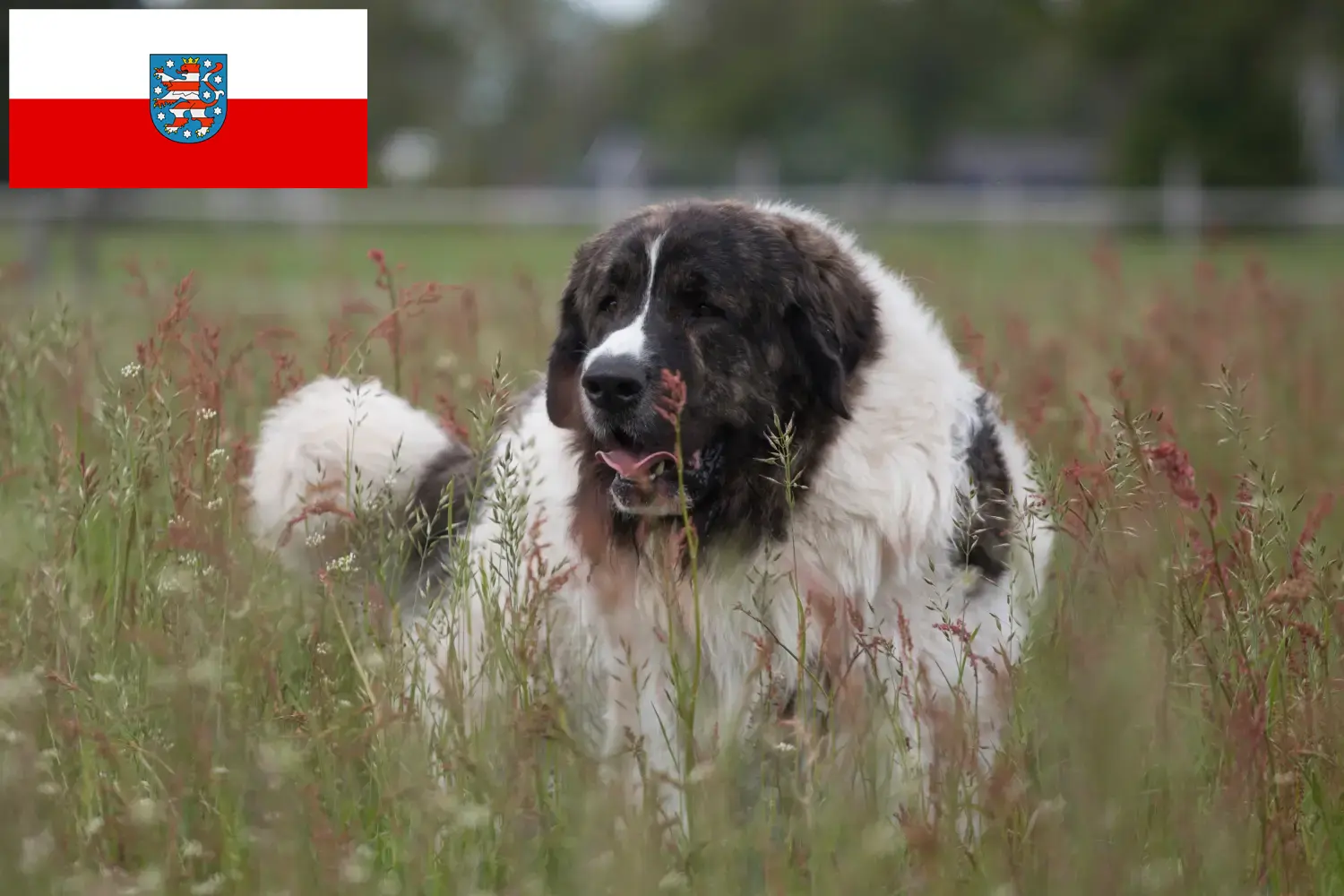Mastín del Pirineo chiots et éleveurs Thuringe Ici vous trouverez des éleveurs de Mastín del Pirineos en Thuringe.