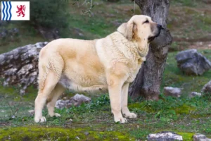 Lire la suite à propos de l’article Mastín Español Éleveurs et chiots en Nouvelle-Aquitaine