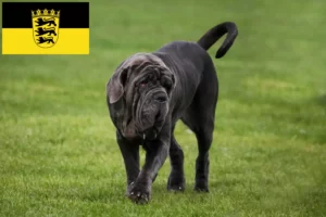 Lire la suite à propos de l’article Mastino Napoletano éleveurs et chiots en Baden-Württemberg