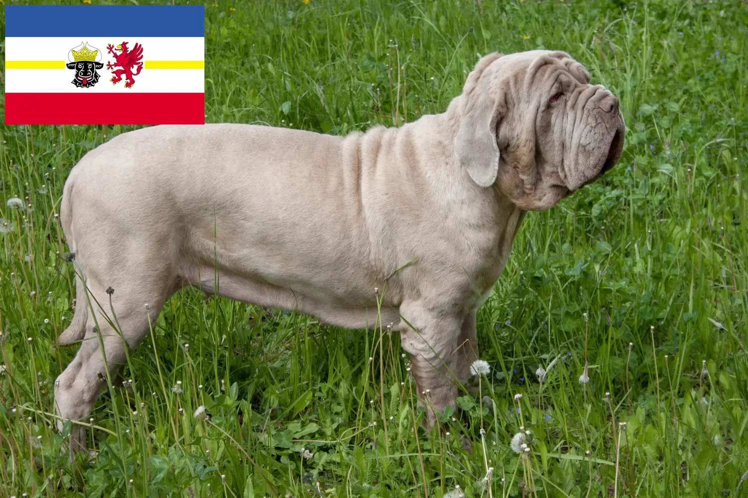 Mastino Napoletano chiots et éleveurs Mecklembourg-Poméranie occidentale Ici, tu trouveras des éleveurs de Mastino Napoletanos dans le Mecklembourg-Poméranie occidentale.