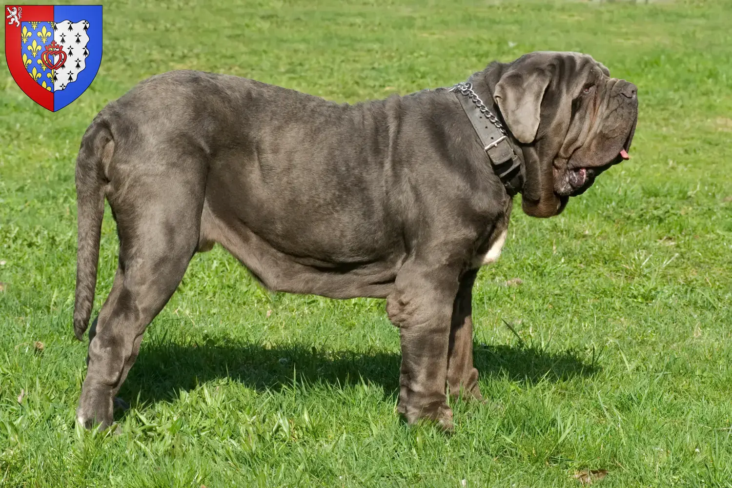 Mastino Napoletano chiots et éleveurs Pays de la Loire Ici tu trouves des éleveurs de Mastino Napoletanos en Pays de la Loire.