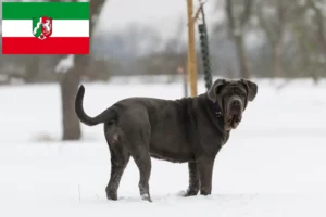 Lire la suite à propos de l’article Mastino Napoletano éleveurs et chiots en Rhénanie du Nord-Westphalie
