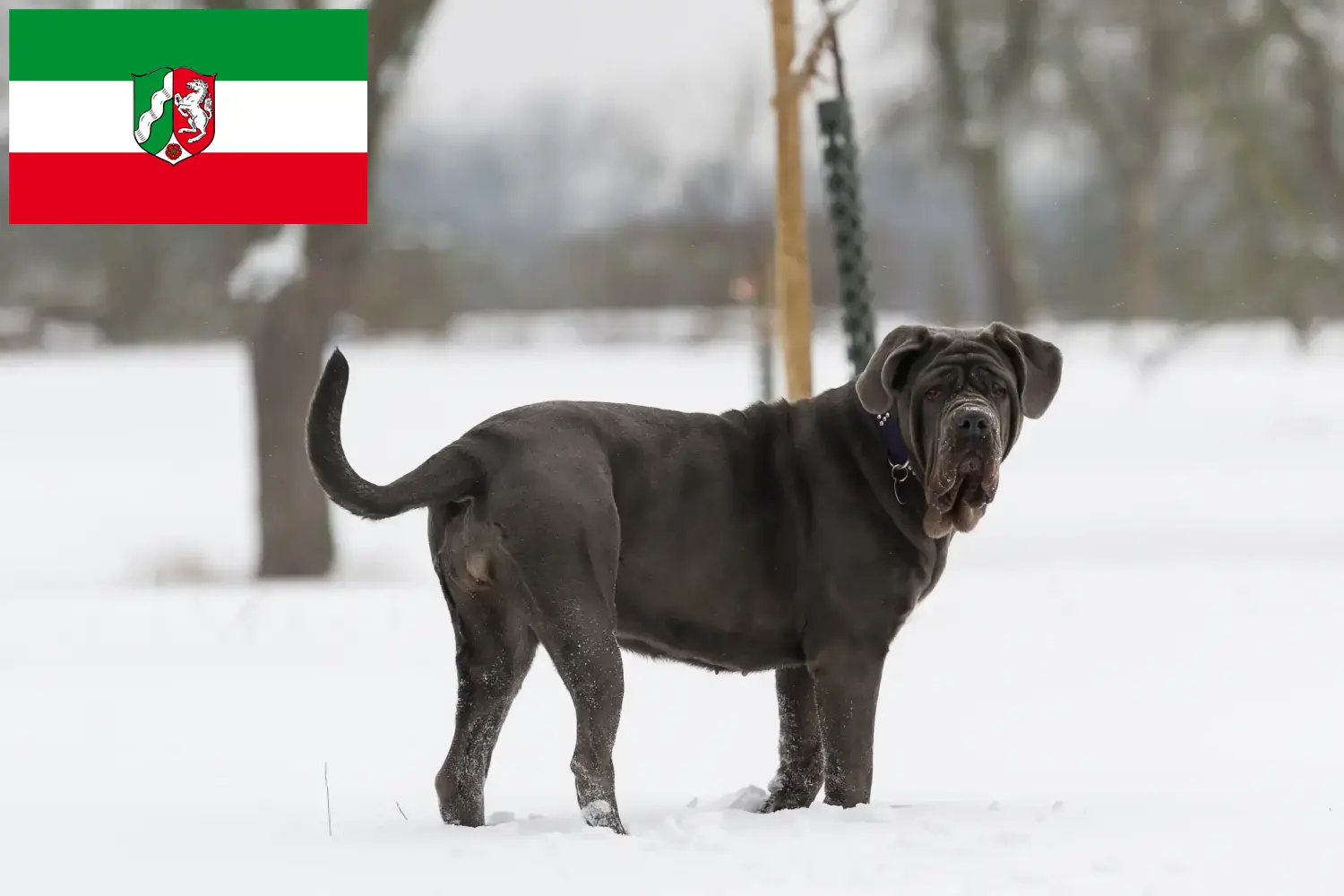 Mastino Napoletano chiots et éleveurs Rhénanie-du-Nord-Westphalie Ici tu trouves des éleveurs de Mastino Napoletanos en Rhénanie-du-Nord-Westphalie.