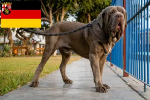 Lire la suite à propos de l’article Mastino Napoletano éleveurs et chiots en Rhénanie-Palatinat