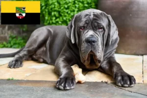Lire la suite à propos de l’article Mastino Napoletano éleveurs et chiots en Saxe-Anhalt