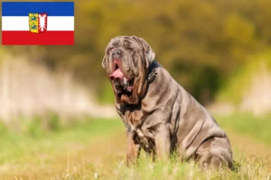 Lire la suite à propos de l’article Mastino Napoletano éleveurs et chiots dans le Schleswig-Holstein