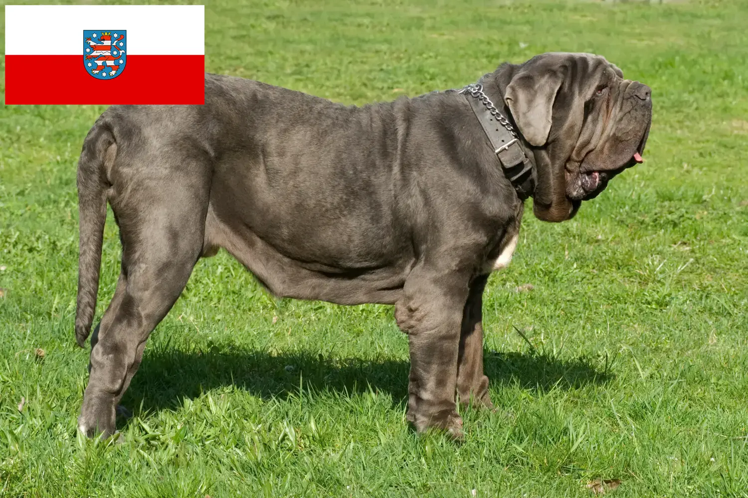 Mastino Napoletano chiots et éleveurs Thuringe Ici, tu trouveras des éleveurs de Mastino Napoletanos en Thuringe.
