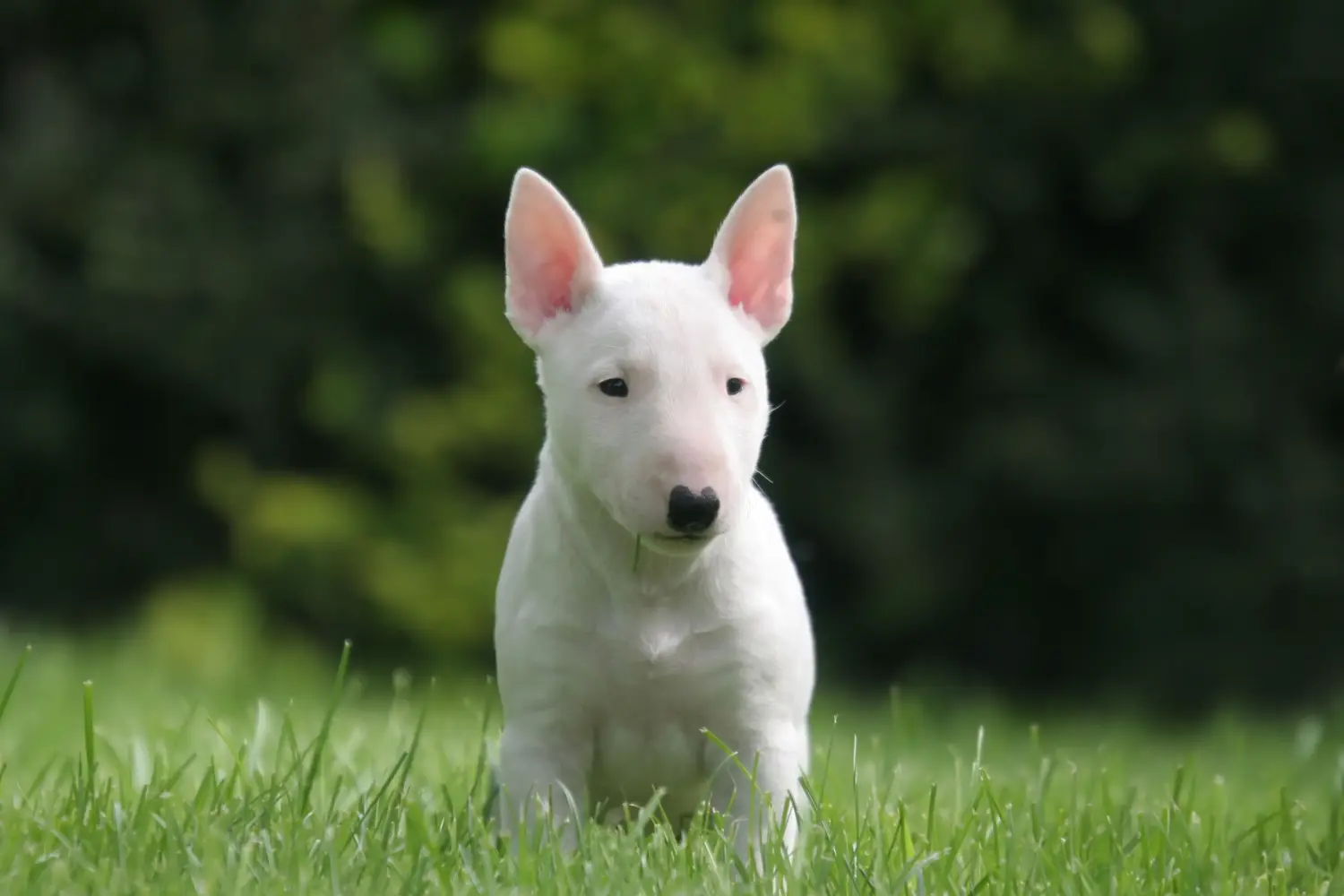 Acheter un chiot Miniature Bull Terrier, c'est prendre ses responsabilités ! Acheter des chiots Miniature Bull Terrier.