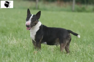 Lire la suite à propos de l’article Éleveurs de Miniature Bull Terrier et chiots en Corse