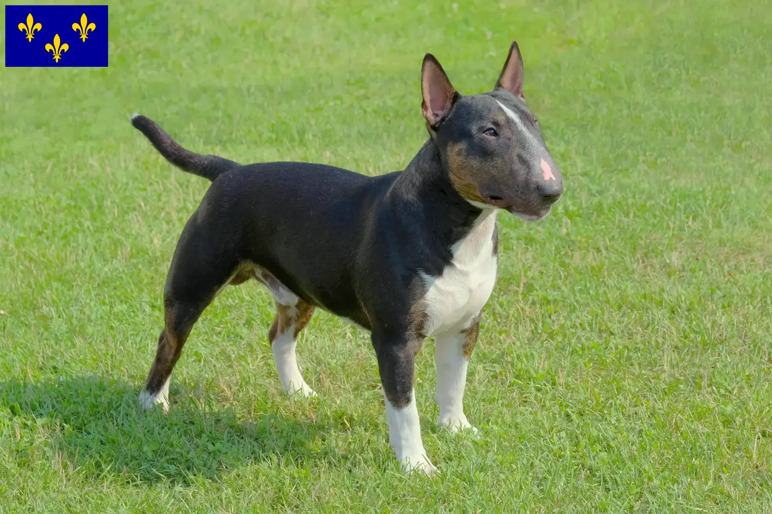 Miniature Bull Terrier chiots et éleveurs Île-de-France Ici, tu trouveras des éleveurs de Miniature Bull Terrier en Île-de-France.