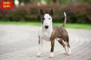 Lire la suite à propos de l’article Éleveurs de Miniature Bull Terrier et chiots en Normandie