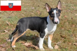 Lire la suite à propos de l’article Éleveurs de Miniature Bull Terrier et chiots en Thuringe