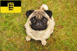 Lire la suite à propos de l’article Éleveurs de Carlins et chiots en Bade-Wurtemberg