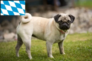 Lire la suite à propos de l’article Éleveurs de balais à frange et chiots en Bavière