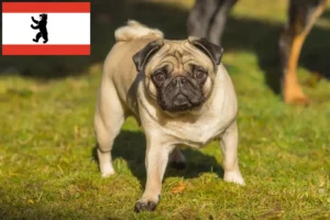 Lire la suite à propos de l’article Éleveurs de balais à frange et chiots à Berlin