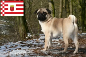 Lire la suite à propos de l’article Éleveurs de balais à frange et chiots à Brême