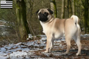 Lire la suite à propos de l’article Éleveurs de balais à frange et chiots en Bretagne