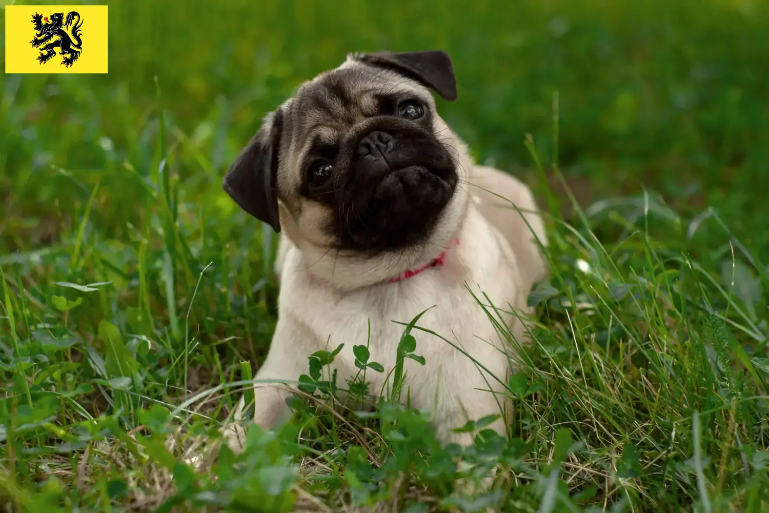 Chiots et éleveurs de Mops en Flandre Ici, tu peux trouver des éleveurs de carlins en Flandre.