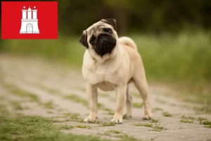 Lire la suite à propos de l’article Éleveurs de balais à frange et chiots à Hambourg