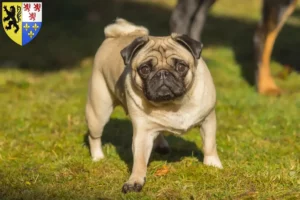 Lire la suite à propos de l’article Éleveurs de balais à frange et chiots en Hauts-de-France